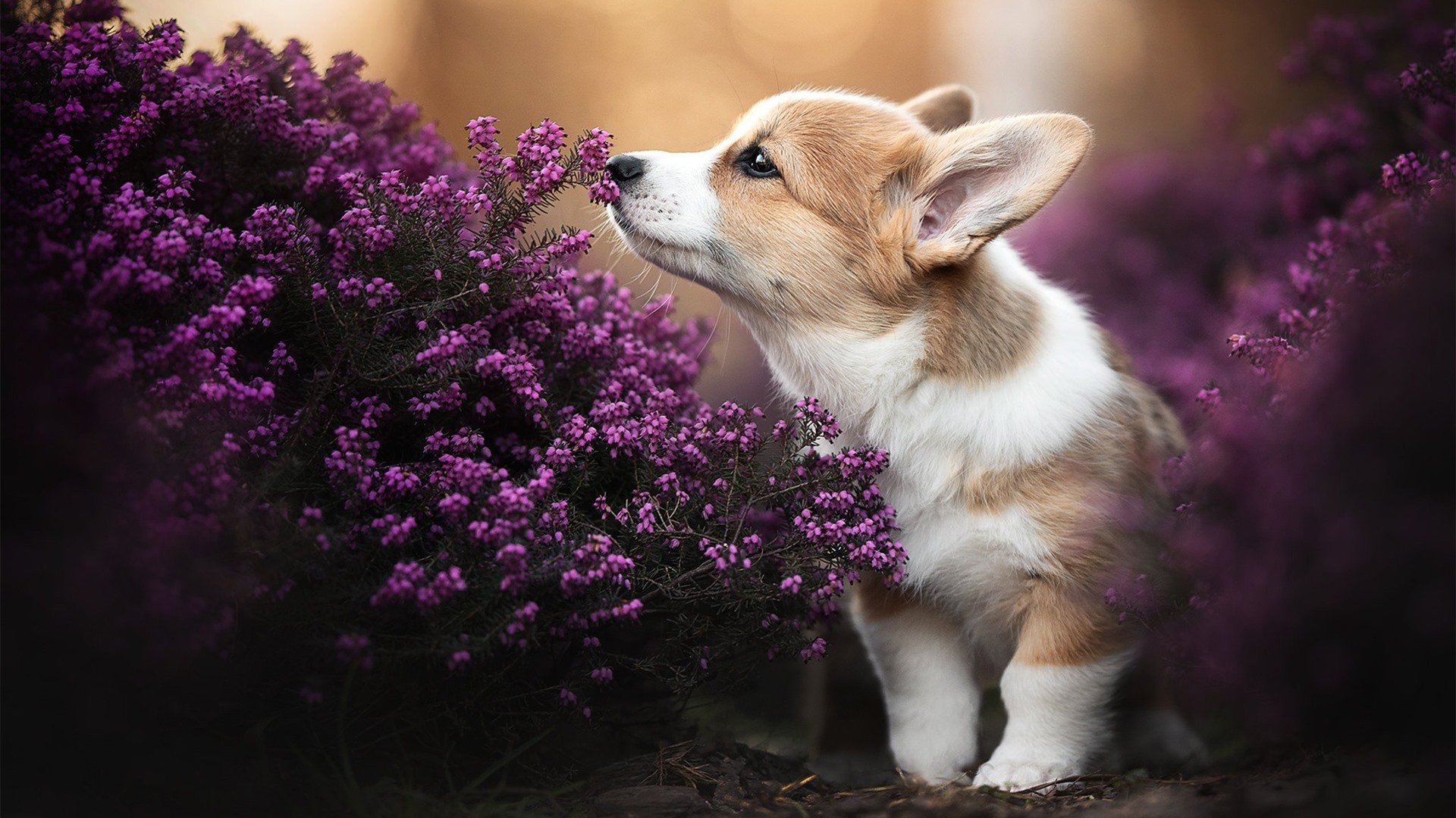 德里赫特铁壁封喉,阿森纳险胜马赛的欧冠之夜
